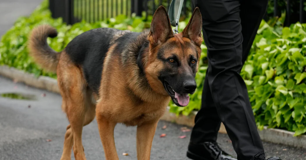 Protection Dog Training