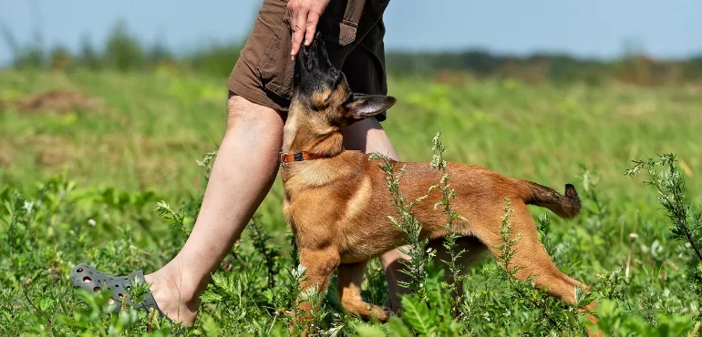 Puppy Training