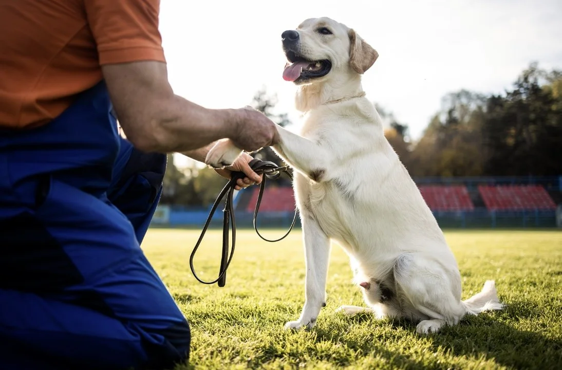 Advanced Obedience