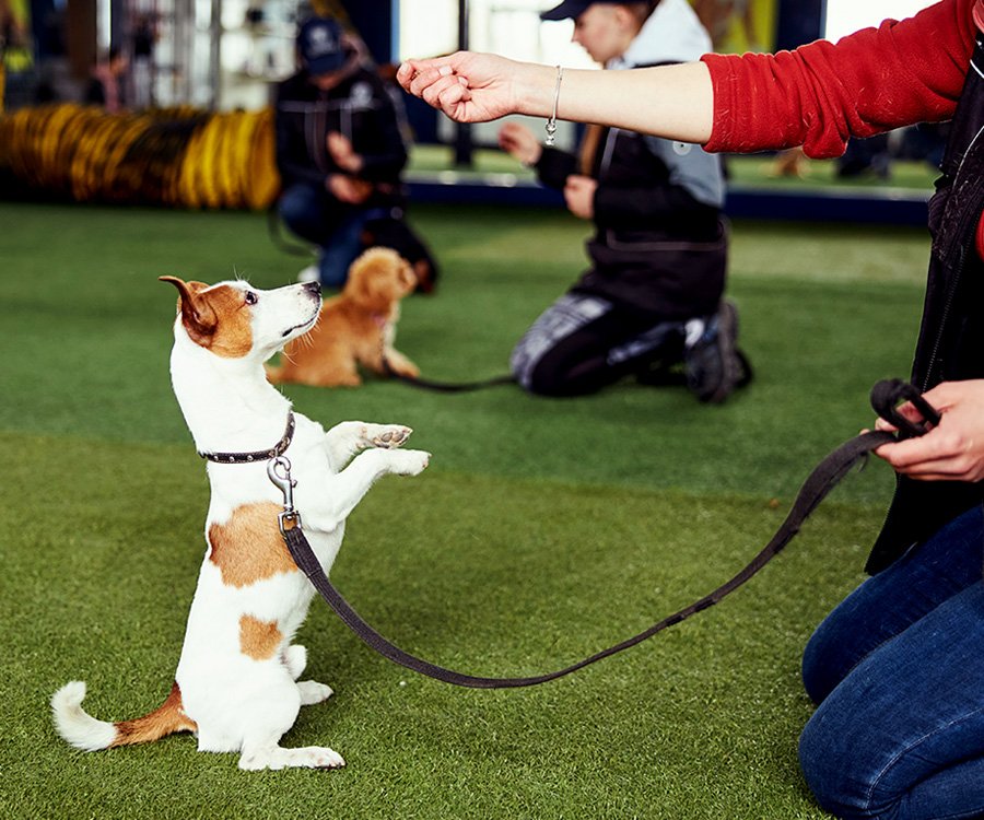 Basic Obedience Training